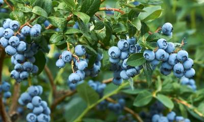 Fepexa indicó que Ecuador está adaptando sus cultivos a las exigencias del mercado internacional / Foto: cortesía Azud