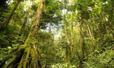Foto: Corpoamazonia