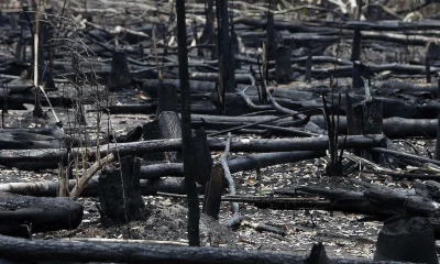 Expertos avisan de la "pérdida alarmante" de la biodiversidad en los trópicos / Foto EFE