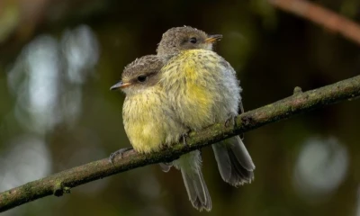 El pájaro brujo sufrió un descenso poblacional durante las últimas décadas / Foto: cortesía Fundación Charles Darwin 