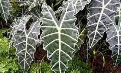 Las plantas domesticadas por precolombinos dominan la Amazonía