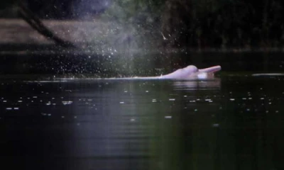 Luego de 10 años de haber ingresado por primera vez en la lista roja de la UICN, el Delfín Rosado del Amazonas fue catalogado como "en peligro" de extinción. Foto: El Comercio