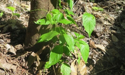 Es parte de una tradición milenaria de la Amazonía ecuatoriana/ Foto: cortesía
