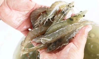 La decisión fue tomada por los ministerios de Agricultura y de Pesca / Foto: cortesía 