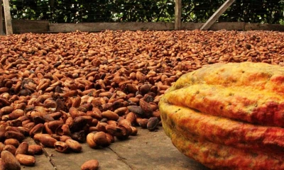 Santiago Peralta, fundador de Paccari, prevé que el precio del cacao continuará en alza / Foto: cortesía La Vanguardia