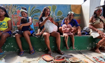 Ajo de monte, agua de bejuco y matico se utilizan en la Amazonía contra el covid / Foto: EFE