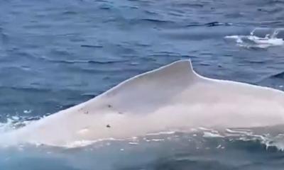  El especímen reportado es de un macho joven / Foto: captura de pantalla 