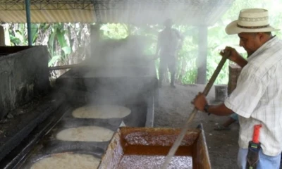 En la actualidad, los agricultores realizan sus procesos de una manera artesanal con poca innovación tecnológica / Foto: IIGE
