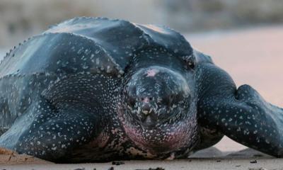 La tortuga laúd es la especie de tortuga marina más grande del mundo / Foto: cortesía MAE