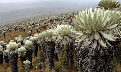 Pese a que los páramos son de los ecosistemas más importantes en Colombia, son también de los menos conocidos.