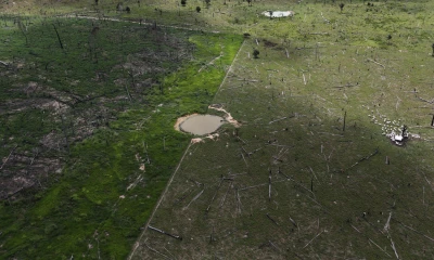 En esta toma aérea de 2013 se ve una zona deforestada de la Amazonía, en el estado de Pará, en donde unas vacas, a la derecha, pastan. Credit Nacho Doce/Reuters