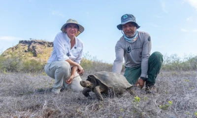 Las tortugas fueron criadas en el Centro de Reproducción “Fausto Llerena” / Foto: cortesía MAE