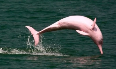 El metal pesado contamina primero a los peces, base alimenticia tanto de las comunidades indígenas como de los delfines / Foto: cortesía Anipedia