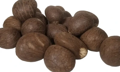 La tagua, un tesoro natural de la Amazonía / Foto: cortesía