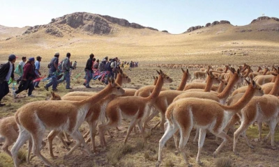 La vicuña es un camélido silvestre suramericano que habita en las zonas altoandinas de Argentina, Bolivia, Chile, Ecuador y Perú / Foto: EFE