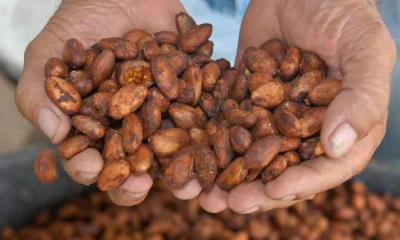 Los cultivos de África Occidental han entrado en la temporada intermedia de cosech / Foto: cortesía