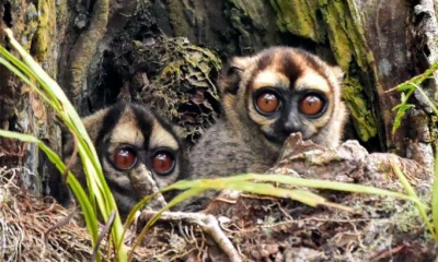 Monos del Oriente Ecuatoriano - Foto: La Hora