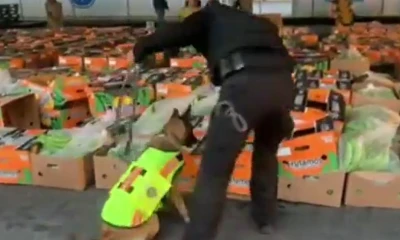 La operación se desarrolló en uno de los puertos marítimos de la ciudad costera de Guayaquil/ Foto: Cortesía Policía Nacional 