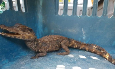 La Amazonía se ha convertido en epicentro del contrabando debido a su extensión, fronteras permeables y falta de control / Foto: cortesía MAATE Napo