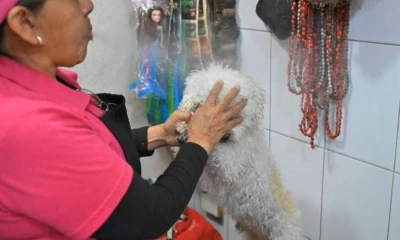 El costo de las sesiones varía entre cinco y diez dólares, dependiendo del tamaño del animal / Foto: cortesía AFP