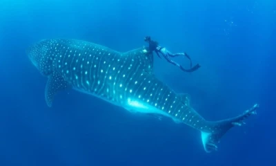 La iniciativa es desarrollada por la Universidad San Francisco de Quito (USFQ), a través del Galapagos Science Center / Foto: cortesía USFQ