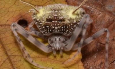El ejemplar fue localizado en una reserva del cantón Mera, en Pastaza, dentro del corredor ecológico Llanganates-Sangay / Foto: cortesía Mapress