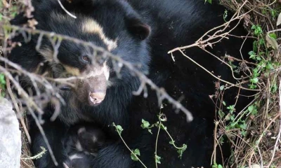 La información sobre la salud de los osos andinos en estado silvestre ha sido limitada debido al comportamiento esquivo de la especie / Foto: cortesía