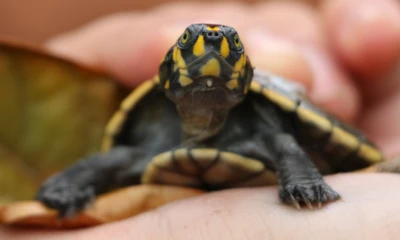 57 tortugas fueron decomisadas en un operativo en El Coca / Foto: ministerio de Ambiente