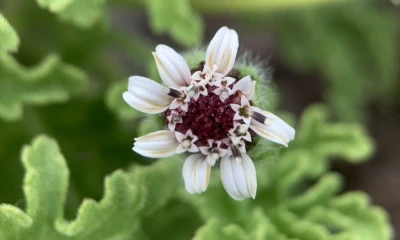 La Scalesia retroflexa es un arbusto endémico de Galápagos / Foto: cortesía Parque Nacional Galápagos