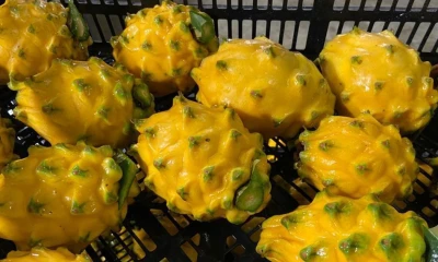 La pitahaya es uno de los productos más apetecidos por China / Foto: cortesía MAG