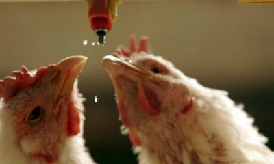 La gripe aviar ha causado graves estragos en el comercio internacional de productos avícolas / Foto: EFE