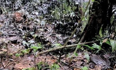 Se presume que el incidente ocurrió debido a una falla en una de las válvulas del sistema de transporte / Foto: cortesía