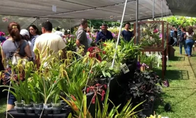 Se puede observar las 3 nuevas especies descubiertas en Zamora Chinchipe y Azuay