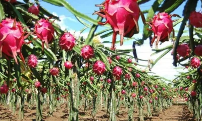Entre 2024 y 2025, las exportaciones de pitahaya se duplicaron / Foto: cortesía Agraria Perú