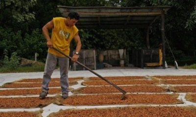 En muchas zonas rurales del país predominan prácticas de secado artesanal, basadas principalmente en el secado al sol / Foto: cortesía IIGE
