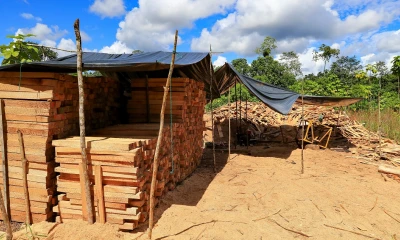Esta deforestación acumulada supone un promedio anual de 31.000 hectáreas / Foto: EFE