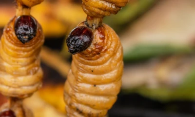 Los chontacuros o mayones son considerados un tesoro culinario y cultural de Ecuador. 