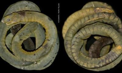 El hallazgo de la Caecilia crassisquama en Cajamarca amplía su distribución y refuerza el valor de las áreas protegidas para la investigación científica en biodiversidad.