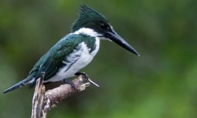 El objetivo es conocer el estado de conservación de las aves en el parque y la biodiversidad de la zona. Foto: EFE