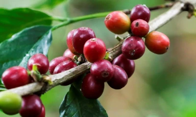 Brasil, el mayor productor mundial de café, enfrenta un panorama incierto / Foto: EFE