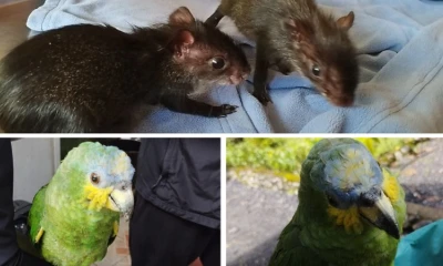 Los sujetos fueron aprendidos en Napo por la Unidad de Protección Ambiental (UPMA) de la Policía Nacional/ Foto: cortesía MAATE