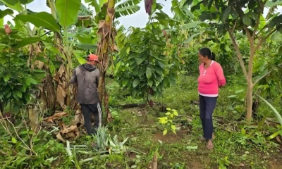 Se logro recuperar gracias a técnicas de agroforestería y reforestación / Foto: cortesía IIAP