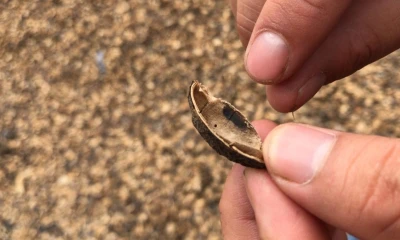 Producción de bioetanol a partir de biomasa residual / Foto: IIGE