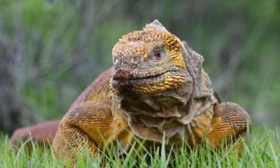 La investigación permitió registrar 53 machos, 15 hembras y un juvenil / Foto: EFE