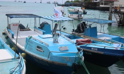 Los pesqueros van en la búsqueda del calamar gigante y cuentan con buques de apoyo que reciben las capturas / Foto: EFE
