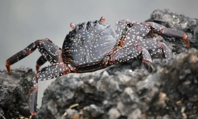 GLF prepara una segunda convocatoria para financiar nuevas propuestas que aporten al desarrollo sostenible de Galápagos / Foto: EFE