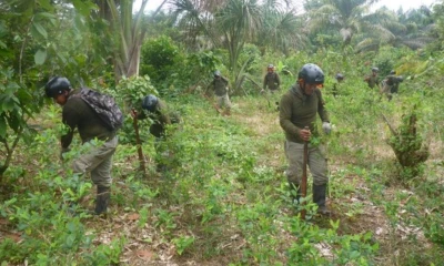 La región de Ucayali es la más afectada al concentrar el mayor crecimiento de cultivos ilegales de coca / Foto: cortesía Gobierno de Perú