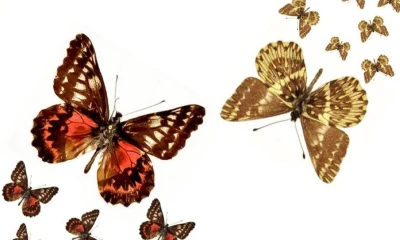 Los machos y las hembras presentan bandas discales rojas o rojo-anaranjadas / Foto: cortesía Inabio