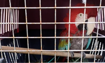 Cuatro especímenes de vida silvestre fueron rescatados en Tena / Foto: cortesía Ministerio de Ambiente