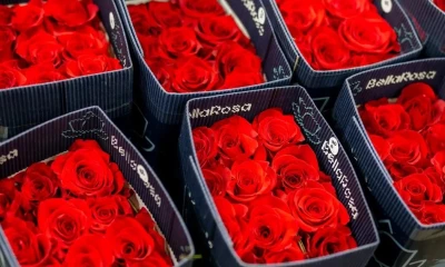 El color rojo sigue siendo el favorito, con una proyección del 80% del total de ventas / Foto: cortesía